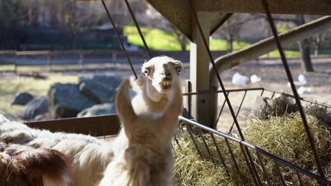 Llama eating and looking at camera Видео 277516625