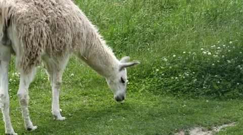 Llama eating grass Video stock 20467358
