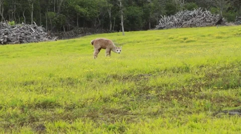 Llama eating grass Stock-Footage 44972652