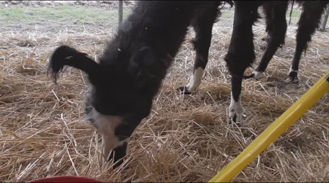 Llama eating grass Stock-Footage 56195090