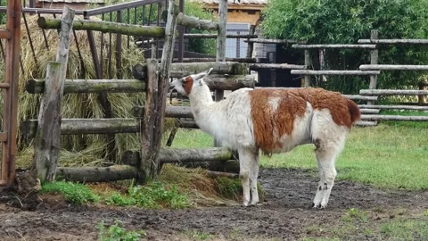 Llama eating hay in a farm setting surrounded by wooden fences Stock Footage 337965324