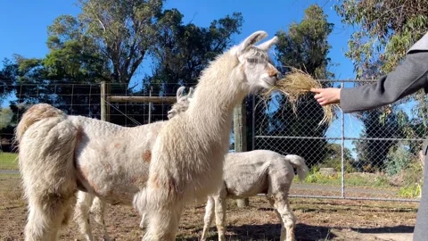 Llama eating hay Stock Footage 272739379
