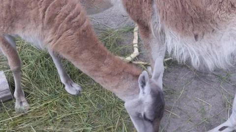 Llama eating in zoo, view down and then llama lifts head to camera 動画素材 46020297