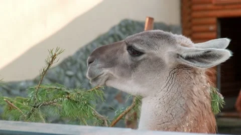 Llama eats branches Stock Footage 154655252