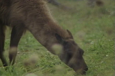 Llama Eats in the Field 1 Stock Footage 41834898