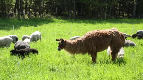 LLAMA EATS Stock-Footage 182486939