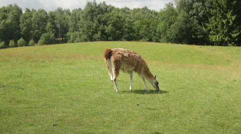 Llama eats grass. Stock Footage 53850632