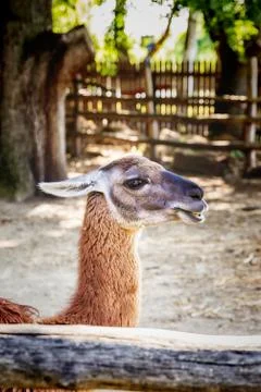 Llama in enclosure Stock Photos