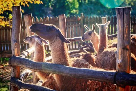 Llama in enclosure Stock Photos
