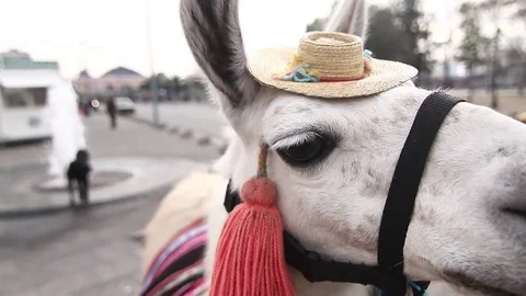 Llama face Stock Footage 77047171
