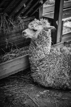 Llama in a farm Stock Photos
