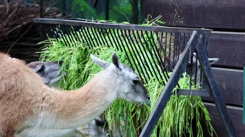 Llama Feeding on Fresh Grass in Rustic Outdoor Enclosure for Farm Life Concept Stock-Footage 343555999