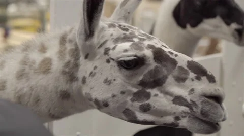 A Llama at a feeding park Stock Footage 57222302