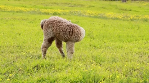 Llama in a field Stock-Footage 44972882
