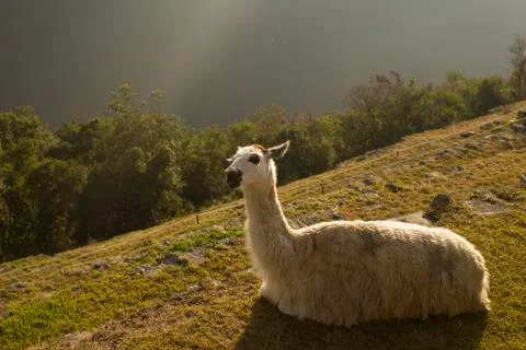 Llama on a field Stock Photos