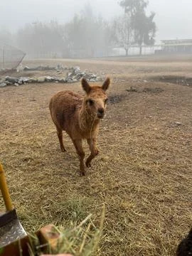 Llama in the field's fog Stock Photos