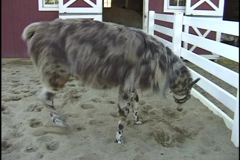 Llama Stock Footage 297857