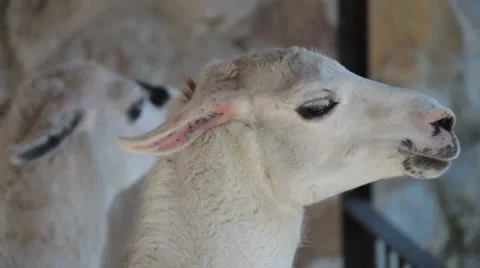 Llama Stock Footage
