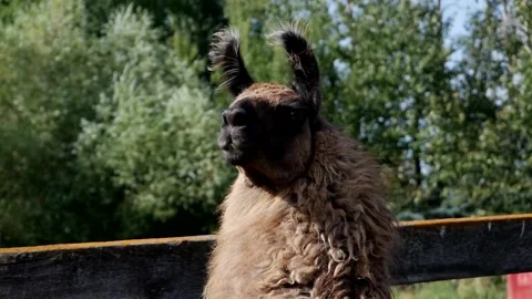 Llama Stock Footage 142160518
