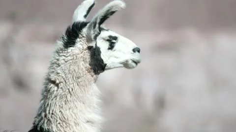Llama Stockbeeldmateriaal 143459916