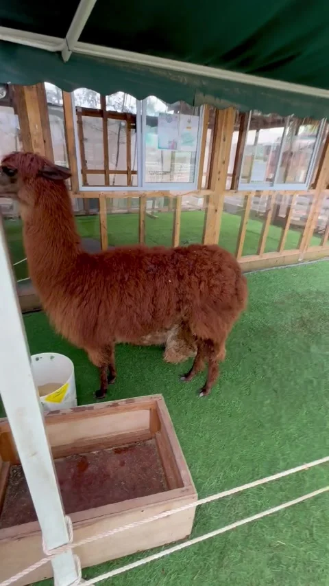 The llama Stock Footage 276515837