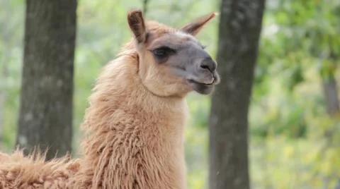 Llama in the forest Stockbeeldmateriaal 56500939