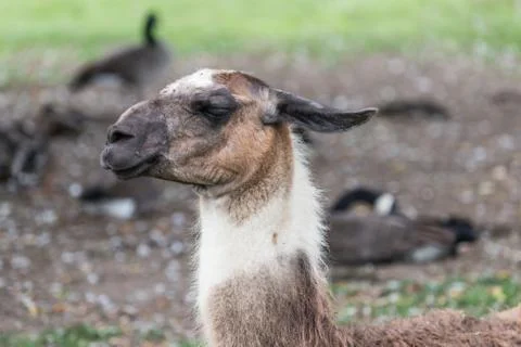 Llama on grass field Stock Photos