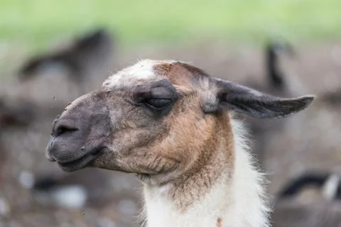 Llama on grass field Foto stock