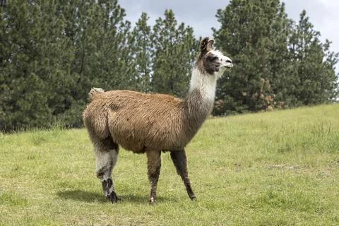 Llama in a grassy field. Stock Photos