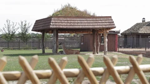 A llama grazes in a field and eats grass behind a fence at a zoo, background Stock-Footage 317088449