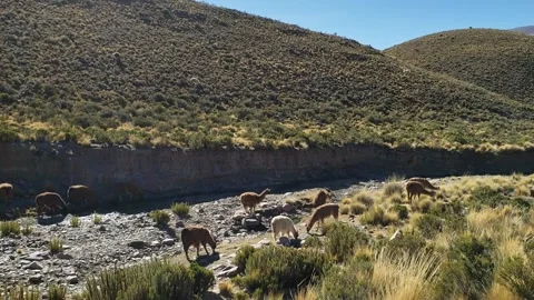 Llama grazing in dry river bed with green hills and blue sky Stock Footage 156216649