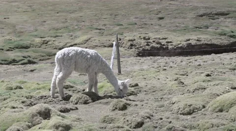 Llama grazing in field Stock Footage 67999840