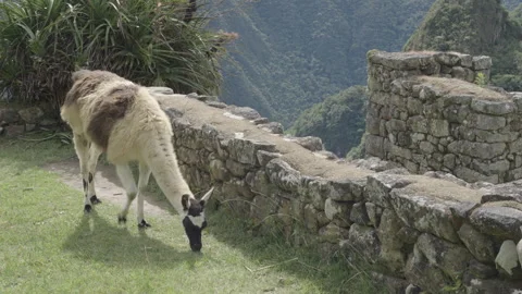 Llama grazing on the grass above Machu Picchu Stock Footage 247147511