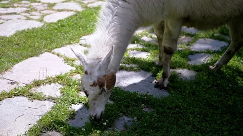 Llama Grazing on Grass Stock-Footage 293208819