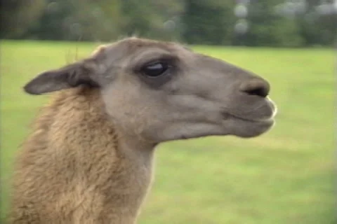 Llama is Handfed Stock Footage 41834849