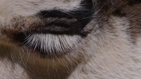 A Llama head and eye Stock Footage 243239356