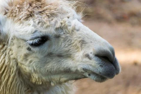 Llama head close up Stock Photos