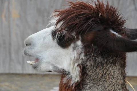 Llama Head Stock Photos