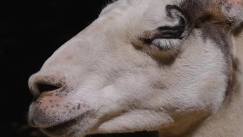Llama head turning away Stock Footage 243351130