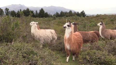 Llama Herd Standing Looking Around in Andes Mountains Ecuador Stock Footage 132094436