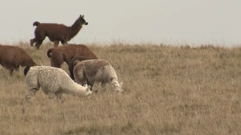 Llama Herd Walking Moving in Paramo in Andes Mountains Ecuador Vídeo Stock 132098334