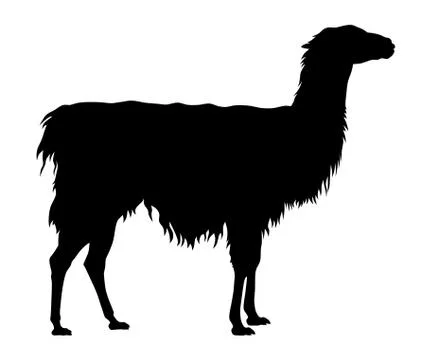Llama Stock Illustration