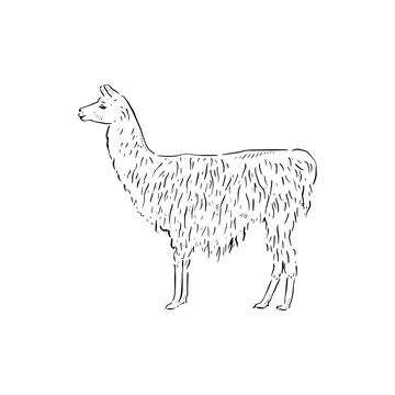 Llama illustration Stock Illustration