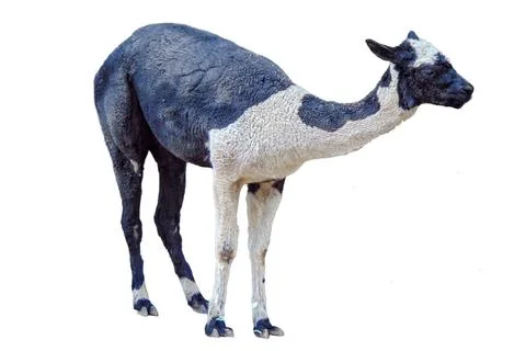 Llama isolated on white background Stockfoto's