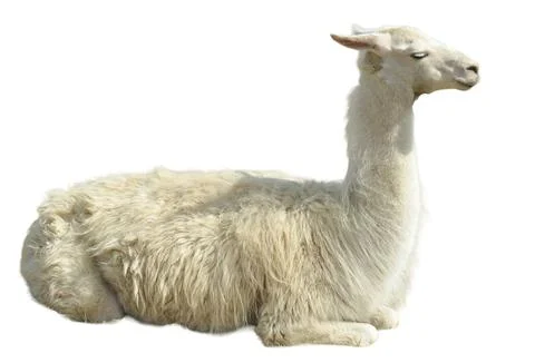 Llama isolated on white background 库存照片