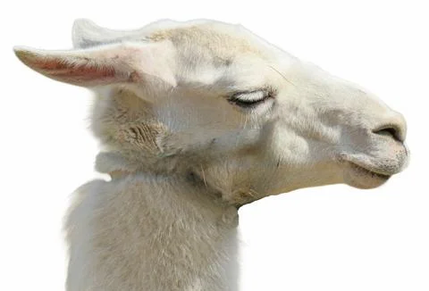 Llama isolated on white background Stockfoto's