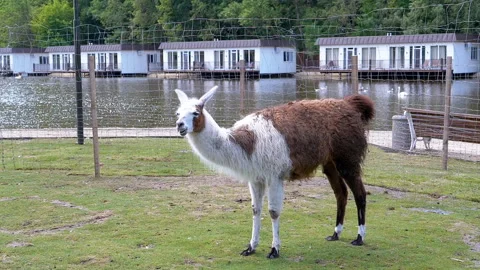 Llama by the Lake Stock Footage 293233556
