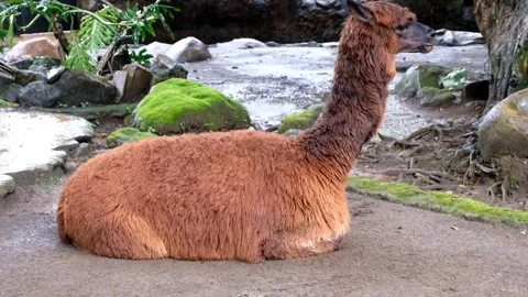 Llama (Lama glama) chews lying Stock Footage 242066530