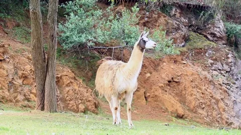 The llama (Lama glama) Stock Footage 48631623