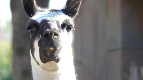 Funny best sale llama videos